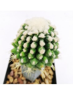 Echinocactus Grusonii Mostruoso pot 7x7 2