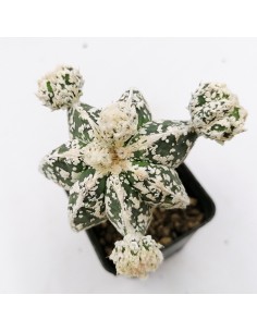 Astrophytum myriostigma cv. Fukuryu Hakuun Haku-jo f. prolifera pot 7x7 2