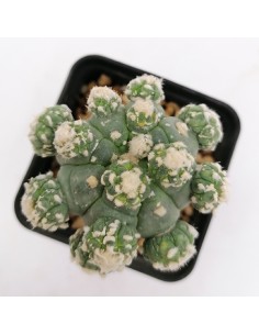 Astrophytum Asterias Goryo proliferante pot 7x7 2