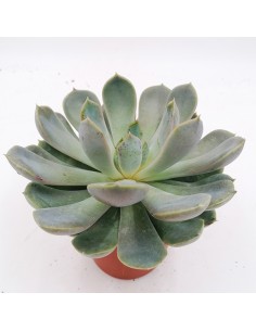 Echeveria grande Cinza pot 10