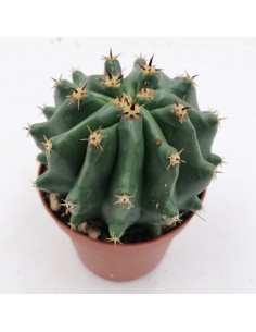 Ferocactus Horridus Brevispinus pot 10