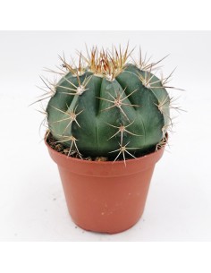 Melocactus Curvispinus pot 10