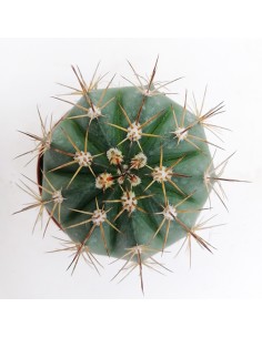 Melocactus Curvispinus pot 10 2