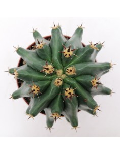 Ferocactus Horridus Brevispinus pot 10 2
