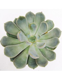 Echeveria grande Cinza pot 10 2