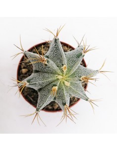 Astrophytum  Ornatum pot 10 2
