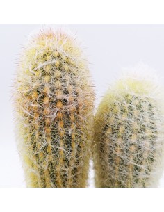 Espostoa lanata subs. lanianuligera pot 10 2