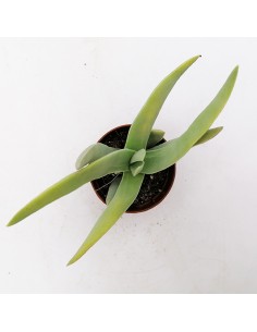 Crassula Falcata pot 5,5 2
