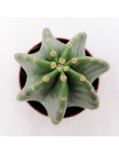 Echinocereus Subinermis pot 5,5 2