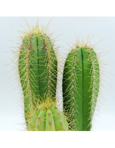 Isolatocereus Dumortieri pot 10 2