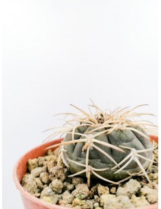 Gymnocalycium Spegazzini - pot 8.5