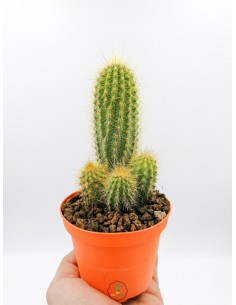 Haageocereus Chrysacanthus - pot 10