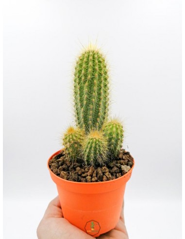 Haageocereus Chrysacanthus - pot 10