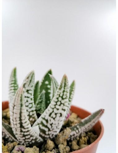 Haworthia Pumila Emperor - pot 8.5