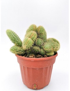 Hildewintera Aureispina f. crestata