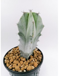 Lemaireocereus Pruinosus - pot 18