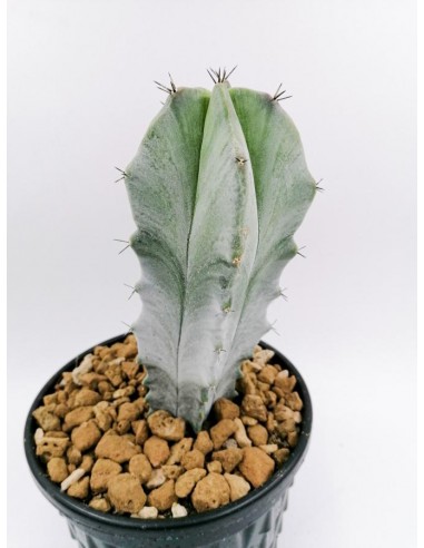 Lemaireocereus Pruinosus - pot 18