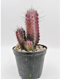 Lemaireocereus Stellatus - pot 12