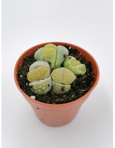 Lithops Fulviceps f. aurea - pot 5.5
