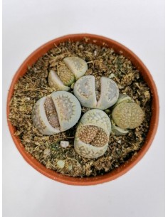 Lithops Marmorata - pot 5.5
