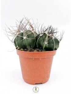 Astrophytum Capricorne - pot 10