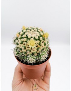 Mammillaria Eichlamii - pot 7,5
