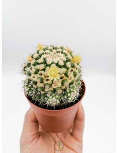 Mammillaria Eichlamii - pot 7,5