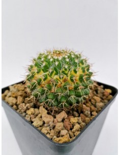 Mammillaria Marksiana f. Variegata - pot 9x9