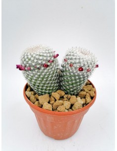 Mammillaria Matudae - pot 14