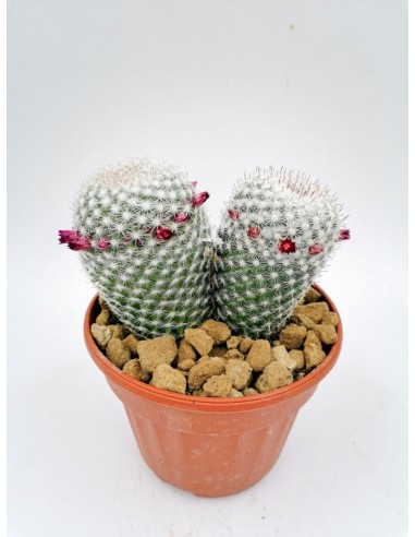 Mammillaria Matudae - pot 14