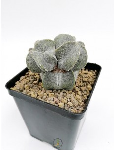 Astrophytum Myriostigma cv. fukuryu - pot 8x8