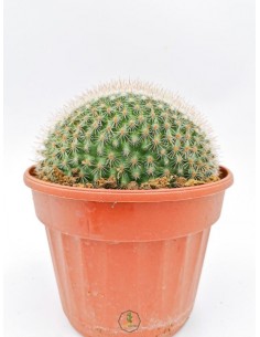 Mammillaria Spinosissima f. rubrispina crestata - pot 14
