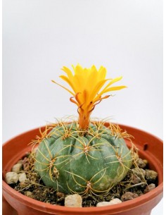 Matucana Aureiflora - pot 10