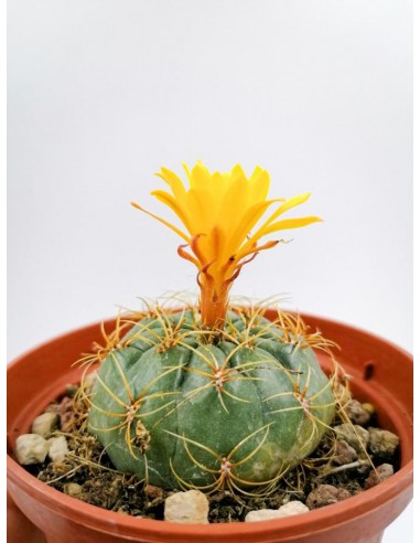 Matucana Aureiflora - pot 10