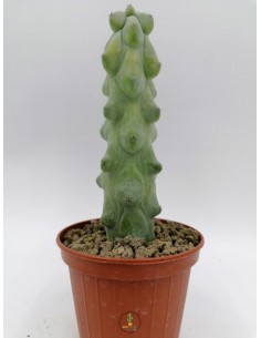 Myrtillocactus Fukurokuryuzinboku - pot 13