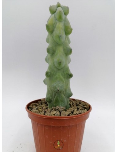 Myrtillocactus Fukurokuryuzinboku - pot 13