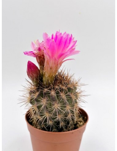 Neoporteria Subgibbosa - pot 7.5