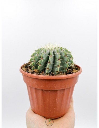 Notocactus Buiningii - pot 14