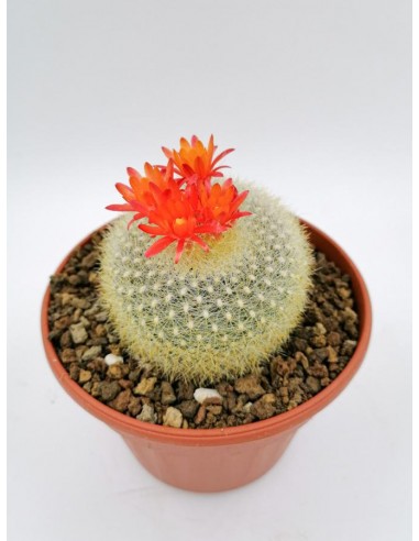 Notocactus Haselbergii - pot 14