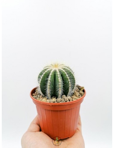 Notocactus Magnificus