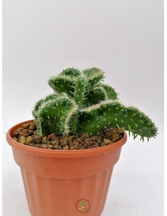 Opuntia Cylindrica Crestata