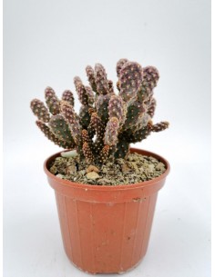 Opuntia rufida f. minima - pot 10