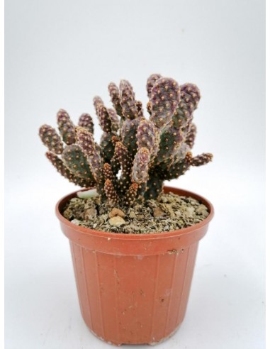 Opuntia rufida f. minima - pot 10