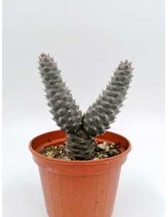 Opuntia Strobiliformis - pot 10