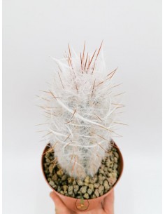 Oreocereus Trollii - pot 12