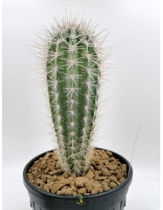 Pachycereus Pringlei