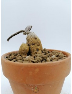 Pterocactus Puberosus - pot 15 cm