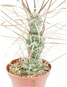 Tephrocactus Aoracanthus var. paediophilus - pot 10
