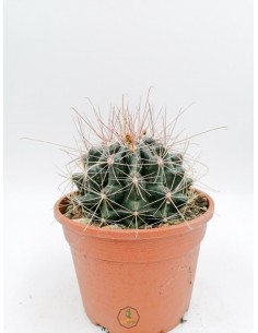 Thelocactus Setispinus - pot 16