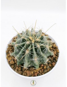 Thelocactus sp. - pot 14